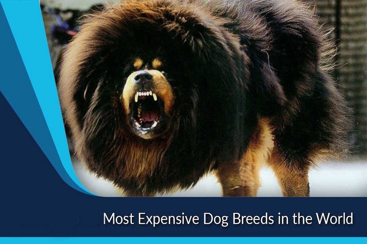 are dogs expensive